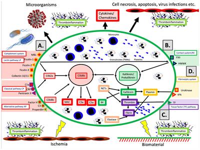 How the Innate Immune System of the Blood Contributes to Systemic Pathology in COVID-19-Induced ARDS and Provides Potential Targets for Treatment